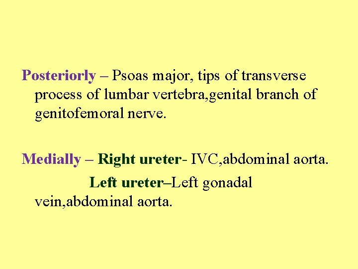 Posteriorly – Psoas major, tips of transverse process of lumbar vertebra, genital branch of