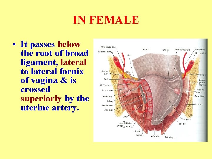 IN FEMALE • It passes below the root of broad ligament, lateral to lateral