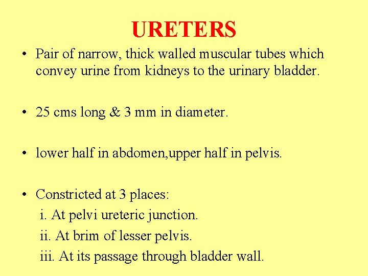 URETERS • Pair of narrow, thick walled muscular tubes which convey urine from kidneys