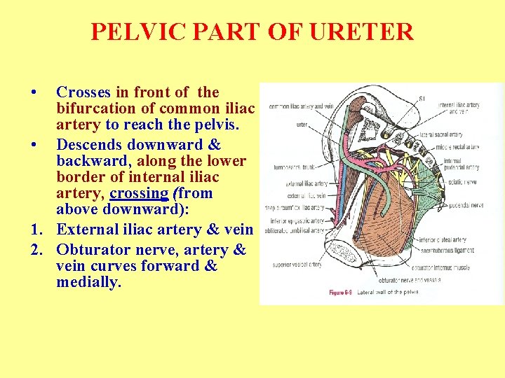 PELVIC PART OF URETER • Crosses in front of the bifurcation of common iliac