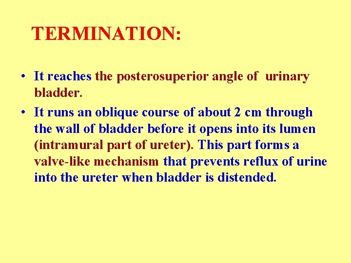 TERMINATION: • It reaches the posterosuperior angle of urinary bladder. • It runs an
