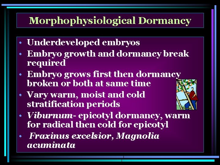 Morphophysiological Dormancy • Underdeveloped embryos • Embryo growth and dormancy break required • Embryo