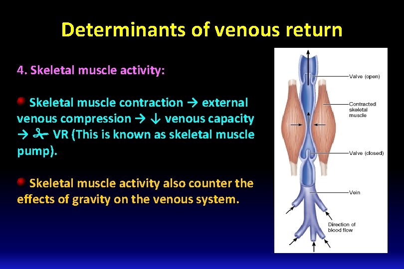 Determinants of venous return 4. Skeletal muscle activity: Skeletal muscle contraction → external venous