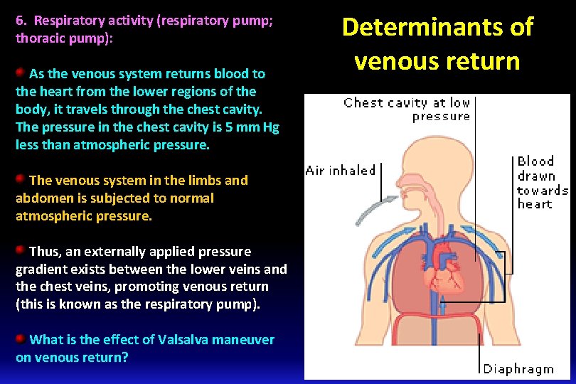6. Respiratory activity (respiratory pump; thoracic pump): As the venous system returns blood to