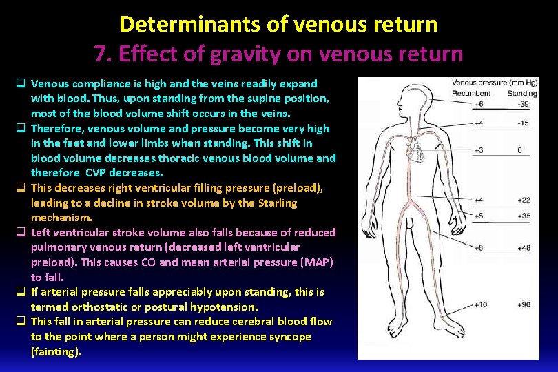 Determinants of venous return 7. Effect of gravity on venous return q Venous compliance