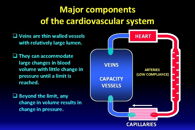 Major components of the cardiovascular system q Veins are thin walled vessels with relatively