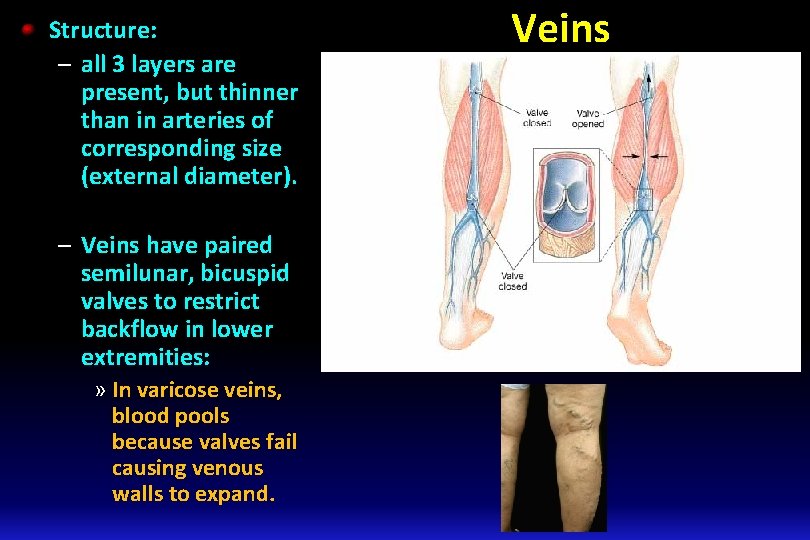 Structure: – all 3 layers are present, but thinner than in arteries of corresponding