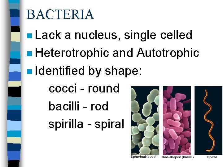 BACTERIA n Lack a nucleus, single celled n Heterotrophic and Autotrophic n Identified by