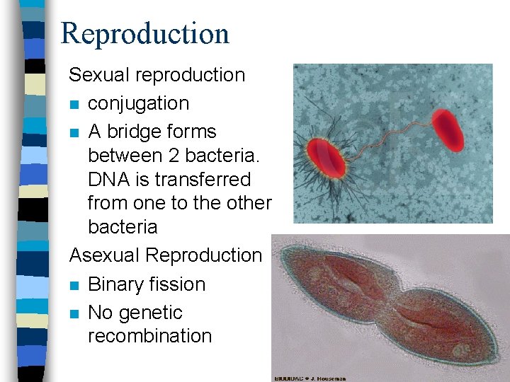 Reproduction Sexual reproduction n conjugation n A bridge forms between 2 bacteria. DNA is