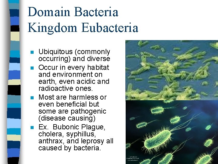 Domain Bacteria Kingdom Eubacteria n n Ubiquitous (commonly occurring) and diverse Occur in every