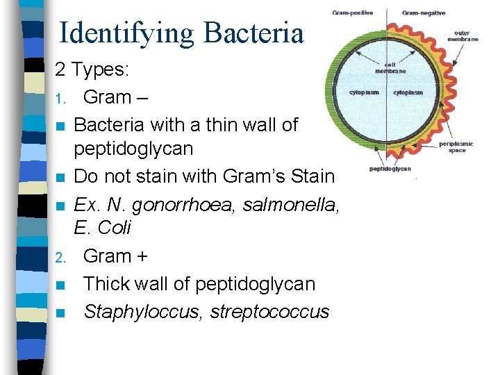 Identifying Bacteria 2 Types: 1. Gram – n Bacteria with a thin wall of