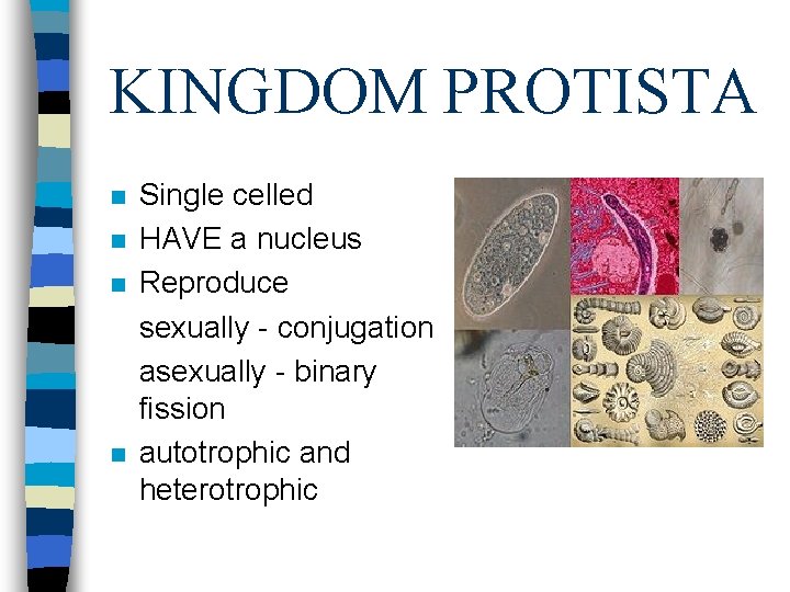 KINGDOM PROTISTA n n Single celled HAVE a nucleus Reproduce sexually - conjugation asexually
