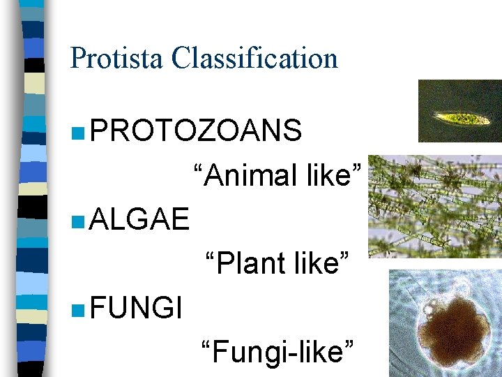 Protista Classification n PROTOZOANS “Animal like” n ALGAE “Plant like” n FUNGI “Fungi-like” 