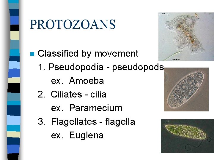 PROTOZOANS n Classified by movement 1. Pseudopodia - pseudopods ex. Amoeba 2. Ciliates -