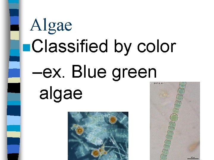 Algae n. Classified by color –ex. Blue green algae 