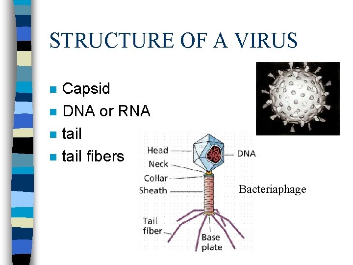 STRUCTURE OF A VIRUS n n Capsid DNA or RNA tail fibers Bacteriaphage 