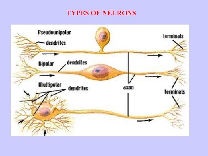 BASIC ANATOMY OF THE NERVOUS SYSTEM Recommended textbooks