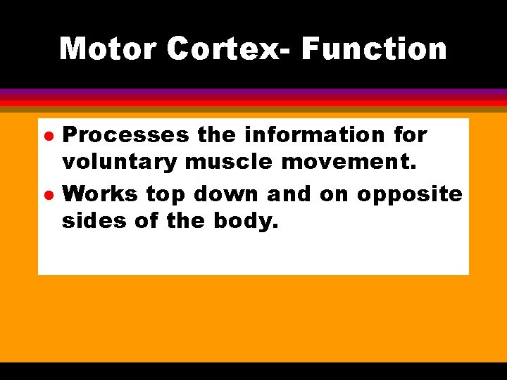 Motor Cortex- Function l l Processes the information for voluntary muscle movement. Works top