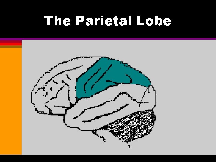 The Parietal Lobe 
