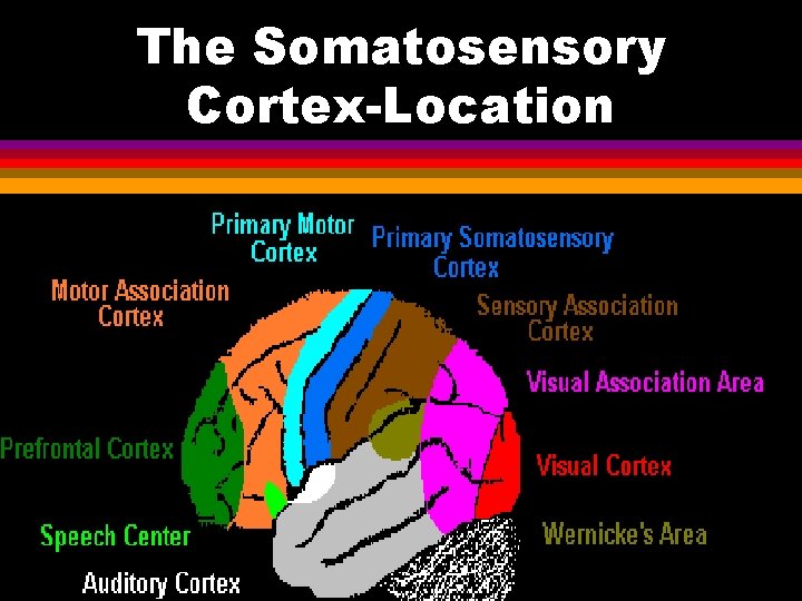 The Somatosensory Cortex-Location 