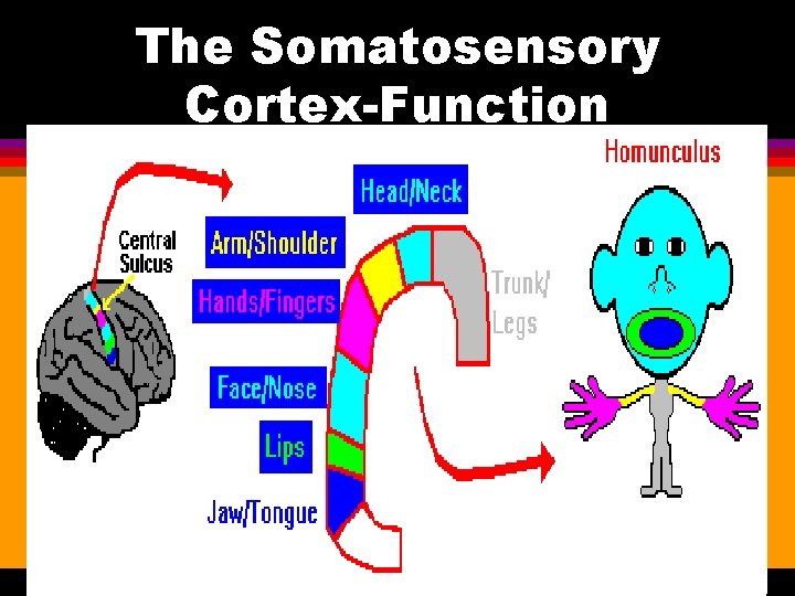 The Somatosensory Cortex-Function 