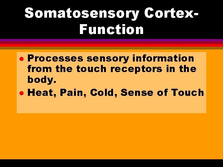 Somatosensory Cortex. Function l l Processes sensory information from the touch receptors in the