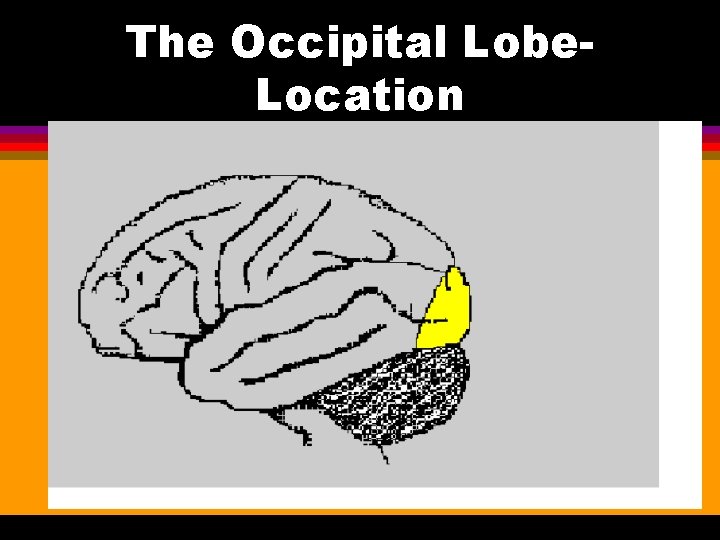 The Occipital Lobe. Location Occipital Lobe 