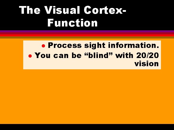 The Visual Cortex. Function Process sight information. You can be “blind” with 20/20 vision