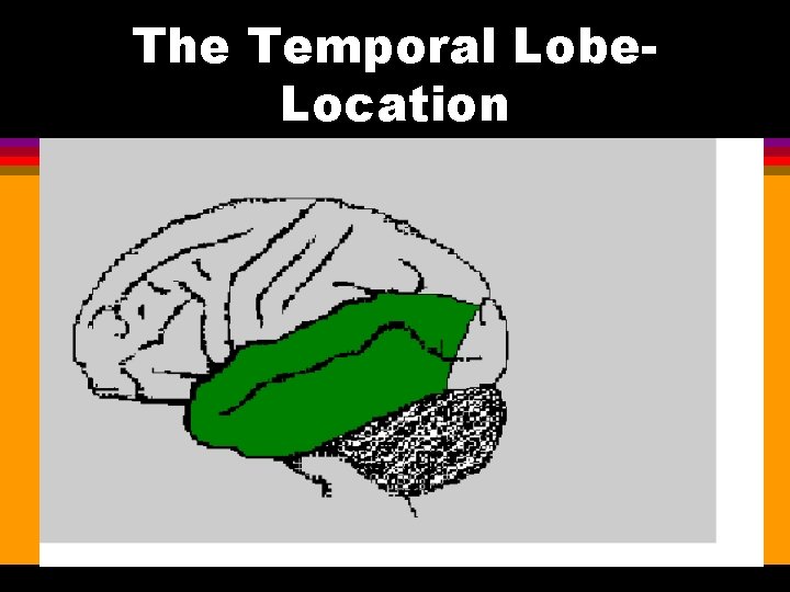 The Temporal Lobe. Location Temporal Lobe 