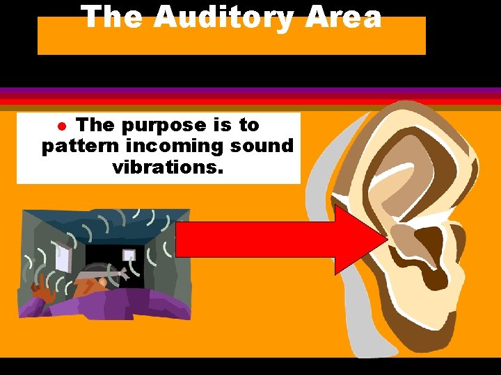 The Auditory Area The purpose is to pattern incoming sound vibrations. l 