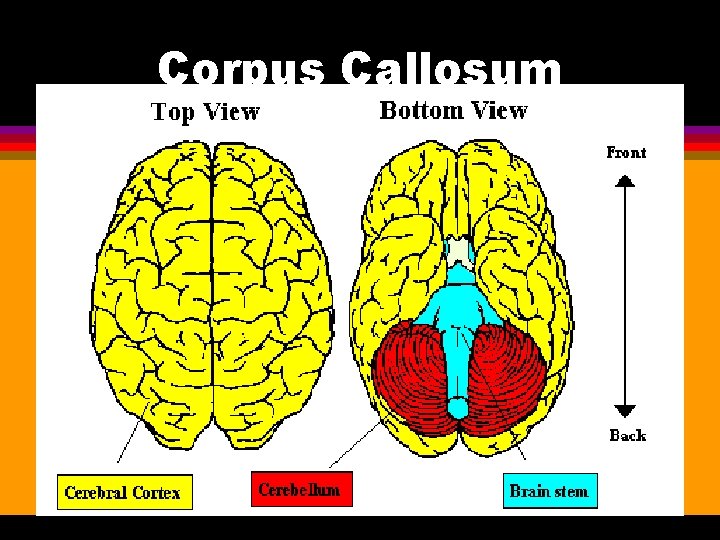 Corpus Callosum 