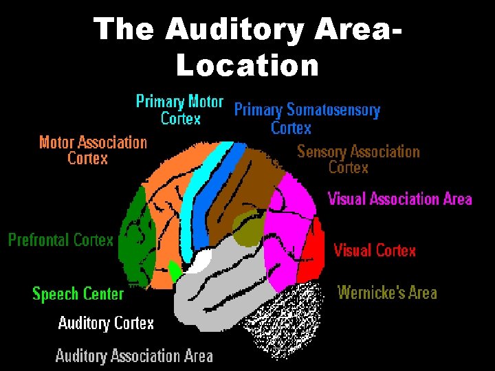 The Auditory Area. Location 