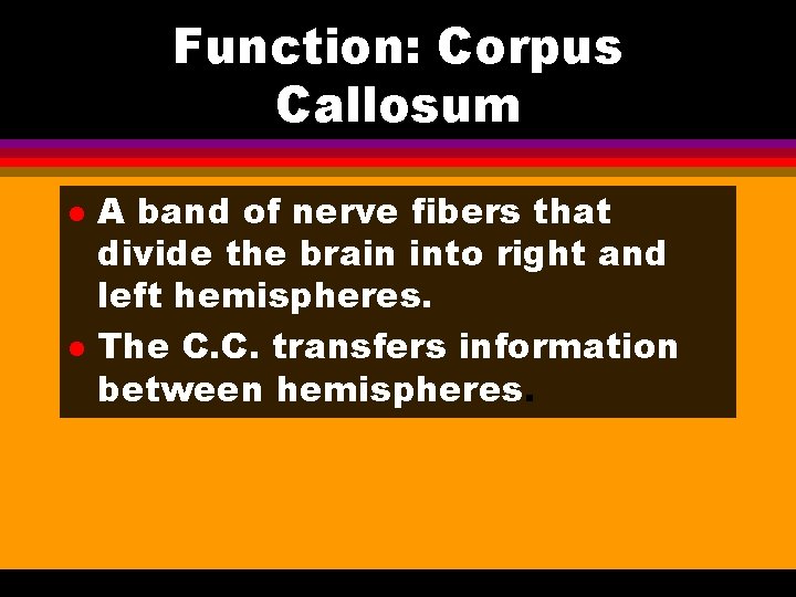Function: Corpus Callosum l l A band of nerve fibers that divide the brain