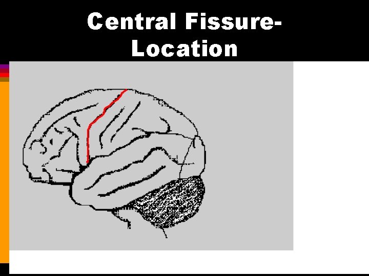Central Fissure. Location CENTRAL FISSURE 
