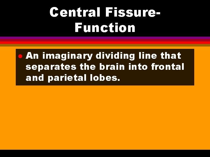 Central Fissure. Function l An imaginary dividing line that separates the brain into frontal