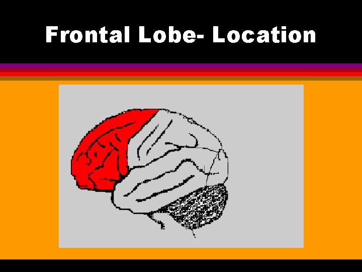 Frontal Lobe- Location Frontal Lobe 
