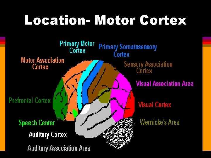 Location- Motor Cortex 