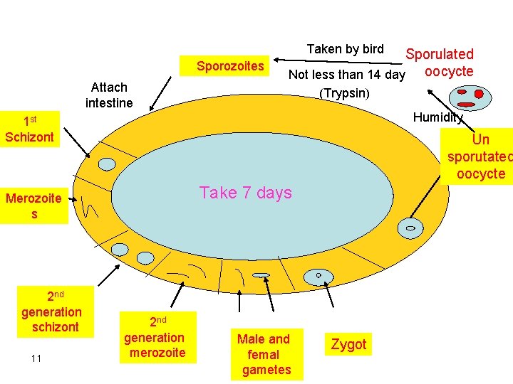 Taken by bird Sporozoites Attach intestine Sporulated oocycte Not less than 14 day (Trypsin)