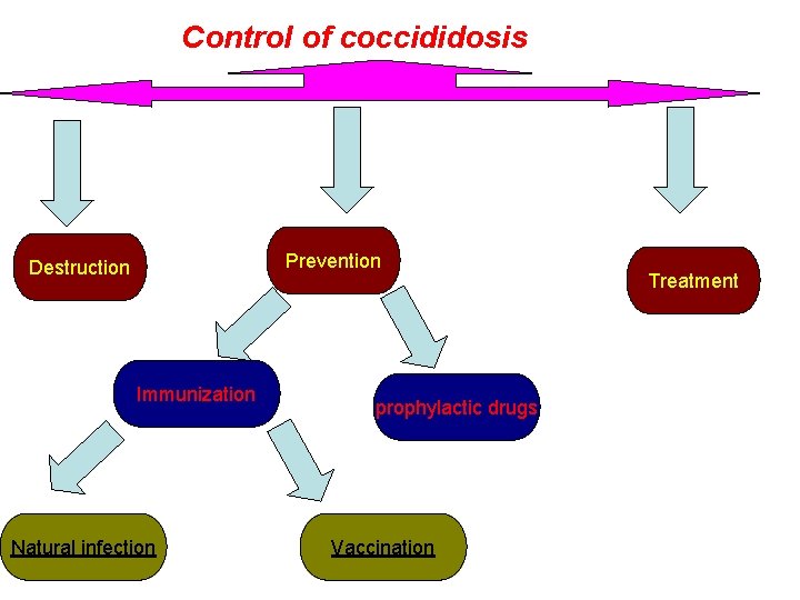 Control of coccididosis Prevention Destruction Immunization Natural infection 15 prophylactic drugs Vaccination Treatment 