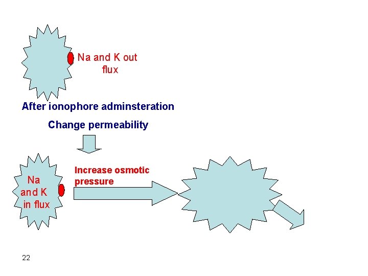 Na and K out flux After ionophore adminsteration Change permeability Na and K in