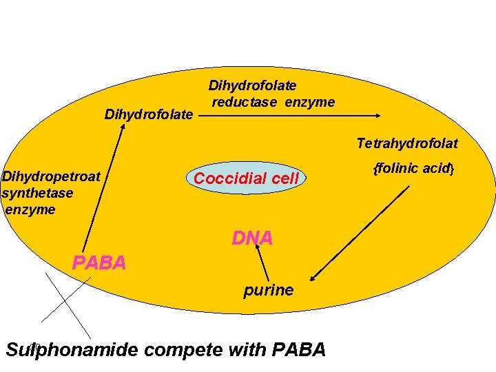 Dihydrofolate reductase enzyme Tetrahydrofolat Dihydropetroat synthetase enzyme Coccidial cell DNA PABA purine 30 Sulphonamide