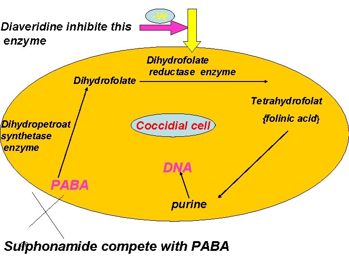 Diaveridine inhibite this enzyme Dihydrofolate -Ve Dihydrofolate reductase enzyme Tetrahydrofolat Dihydropetroat synthetase enzyme Coccidial