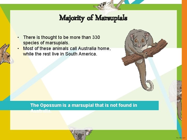 Majority of Marsupials • There is thought to be more than 330 species of