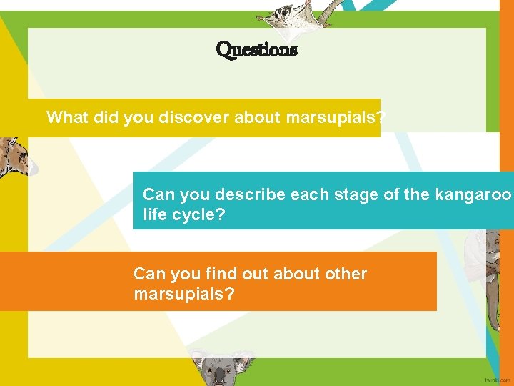 Questions What did you discover about marsupials? Can you describe each stage of the