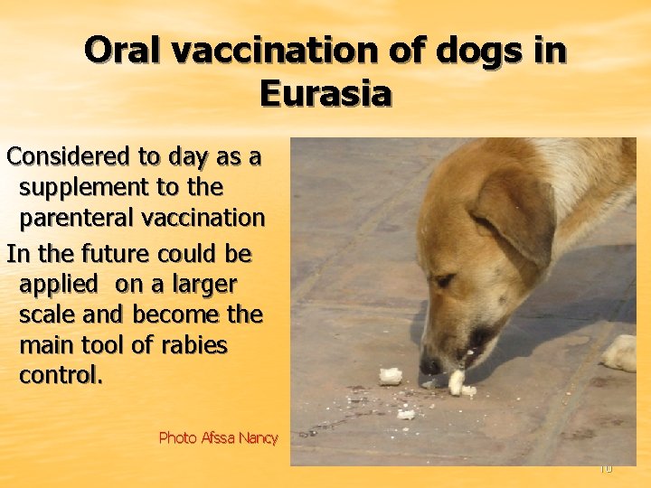Oral vaccination of dogs in Eurasia Considered to day as a supplement to the
