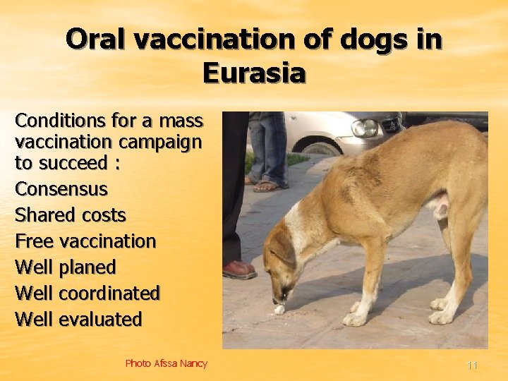 Oral vaccination of dogs in Eurasia Conditions for a mass vaccination campaign to succeed