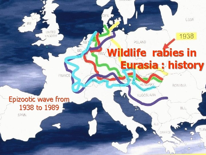 Epidemiological situation of Wildlife rabies in Eurasia Western Europe: starting wave in 1938 Wildlife