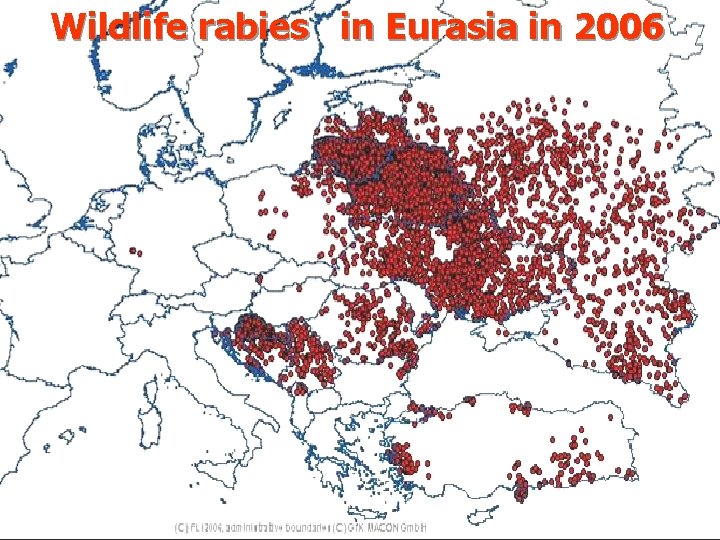 Wildlife rabies in Eurasia in 2006 13 