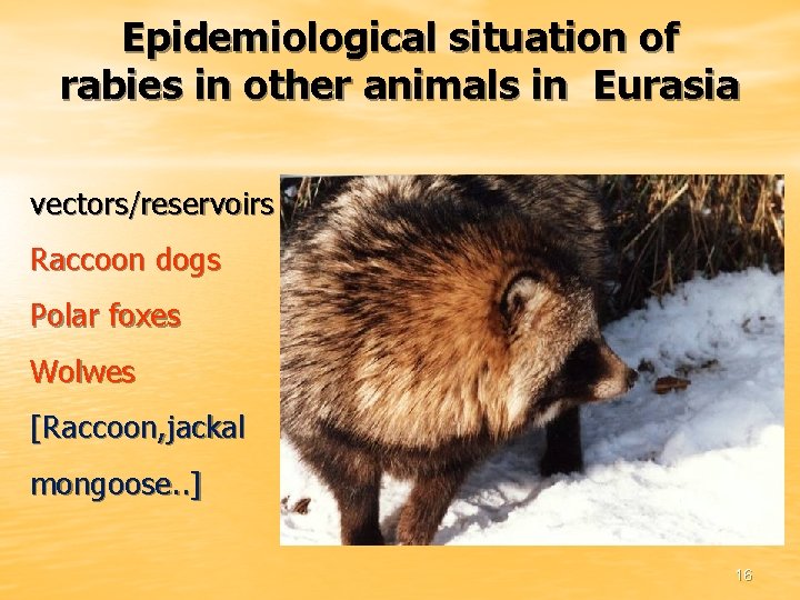 Epidemiological situation of rabies in other animals in Eurasia vectors/reservoirs Raccoon dogs Polar foxes