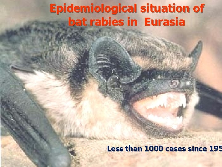 Epidemiological situation of bat rabies in Eurasia Less than 1000 cases since 195 17